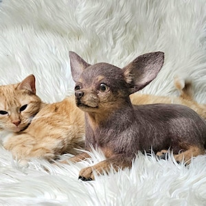 Blue merle Chihuahuas replicas, Life look stuffed plush dog toys, Needle felt cuddle dog clones, Pet Loss, Cute gifts for dog lovers