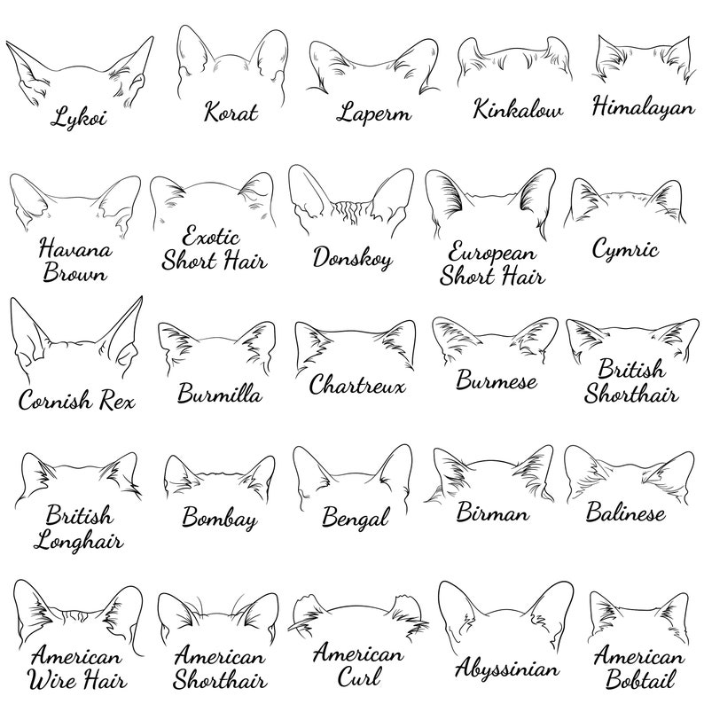 May include: Line art illustrations of different cat breeds, including the Lykoi, Korat, Laperm, Kinkalow, Himalayan, Havana Brown, Exotic Short Hair, Donskoy, European Short Hair, Cymric, Cornish Rex, Burmilla, Chartreux, Burmese, British Shorthair, British Longhair, Bombay, Bengal, Birman, Balinese, American Wire Hair, American Shorthair, American Curl, Abyssinian, and American Bobtail.