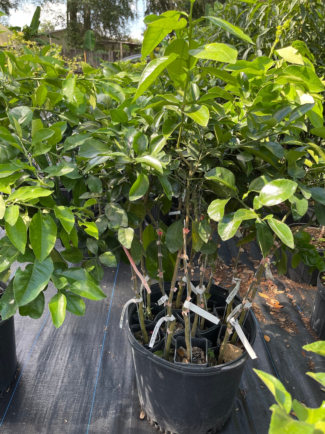 Pink Grapefruit Tree free Shipping Etsy