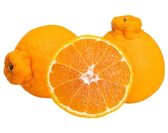 SHIRANUI MANDARIN TREE (grafted). 5 Gallon