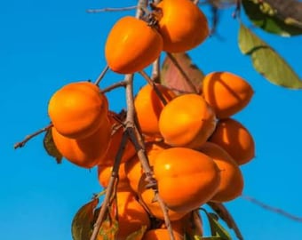 Hachiya Persimmon Tree 3 Gallon 3 Feet Tall. no shipping CA