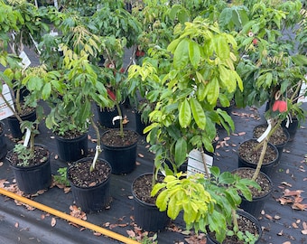 Sweetheart Lychee Tree (Airlayered). 3 Gallon, 3 Feet Tall.