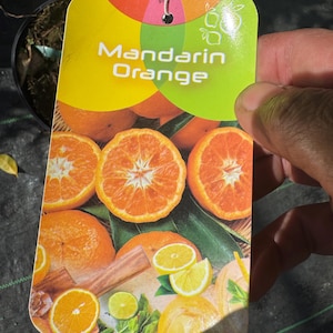5 Gallon Kishu Seedless Mandarin 3 Feet Tall.