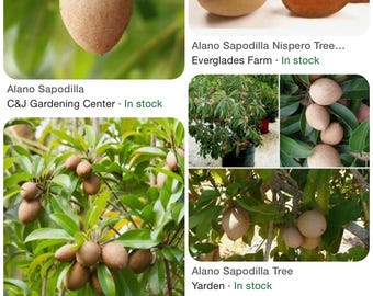 Sapodilla Alano Tree 3 Gallon 3-4 Feet Tall.