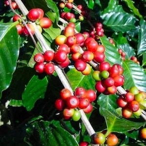May include: Close-up of a coffee plant branch laden with vibrant red coffee cherries. The image showcases the glossy, ripe berries alongside green leaves, highlighting the natural beauty of the coffee plant and its fruit.