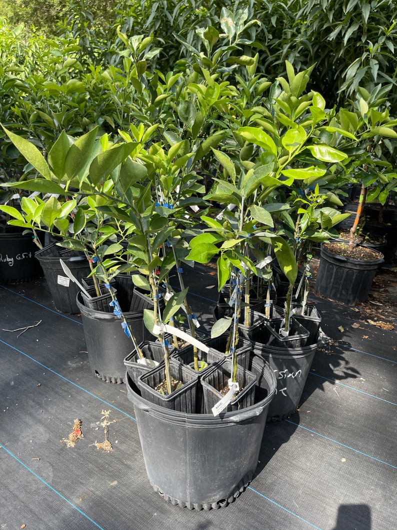 Red Navel Orange free Shipping Etsy