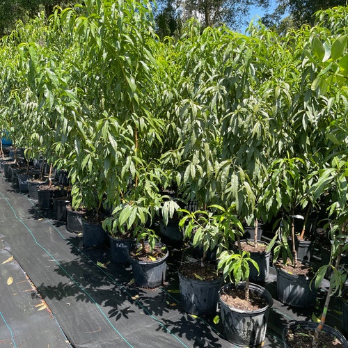 PEACH shops TREE (grafted) 5 feet tall