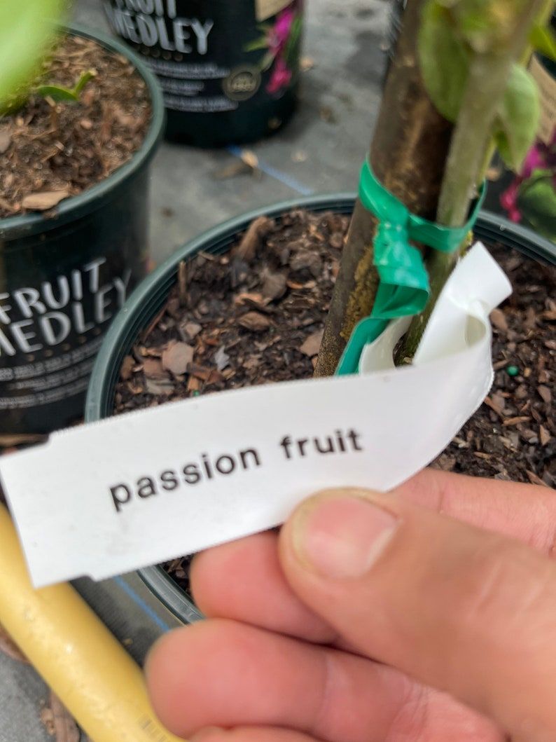 Passion Fruit Vine. Free Shipping Etsy