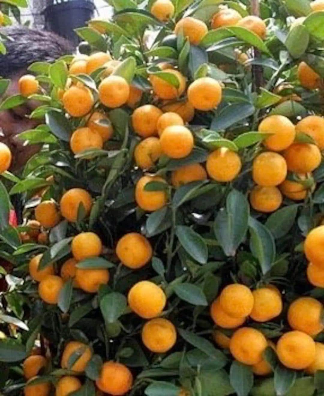 Callie Kumquat Tree 3 Gallon 2 Feet Tall.