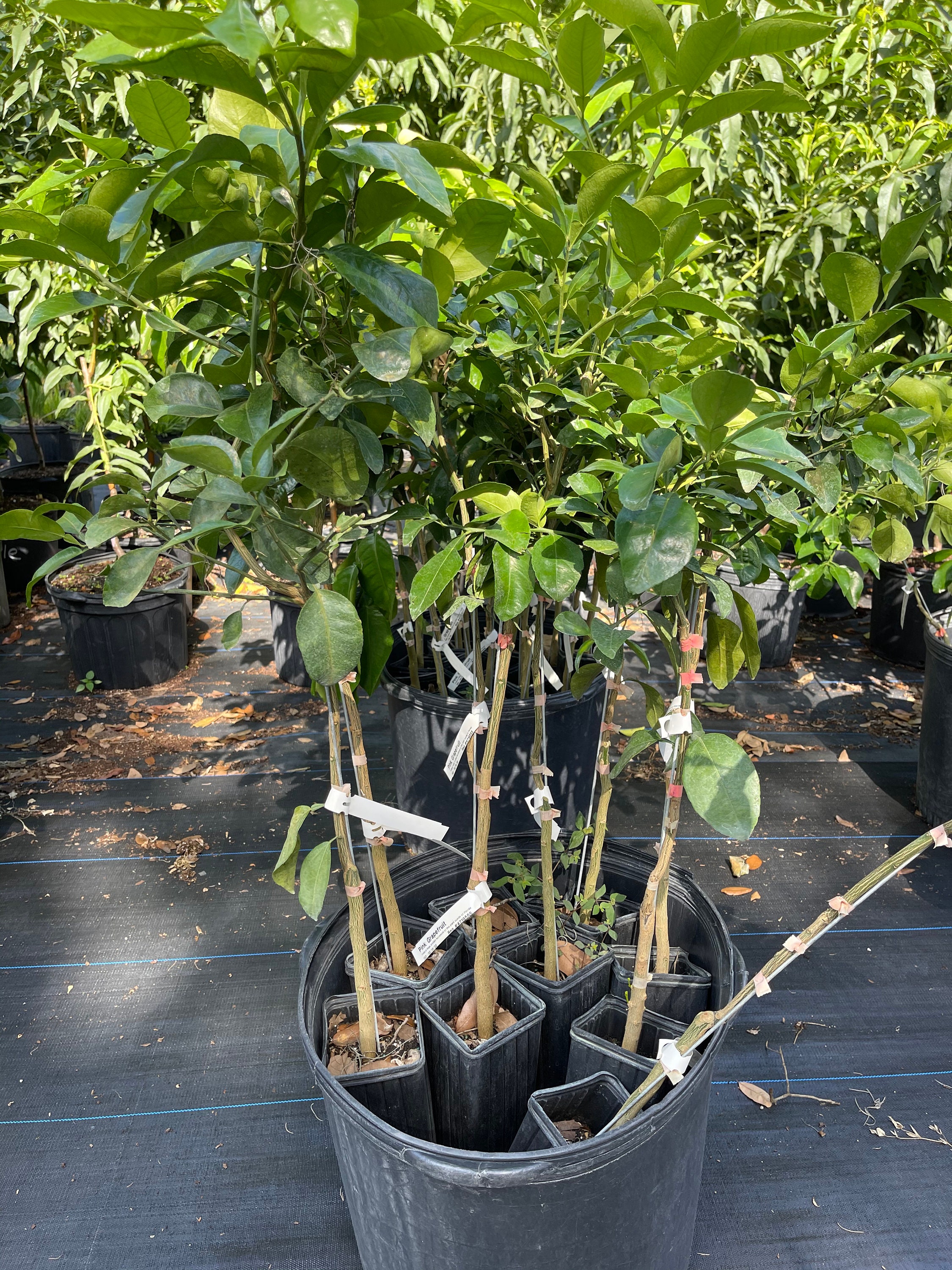 Pink Grapefruit Tree