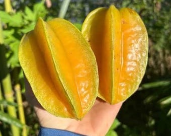 Star Fruit 10 Seeds, Carambola, Tropical Garden Tree - Etsy
