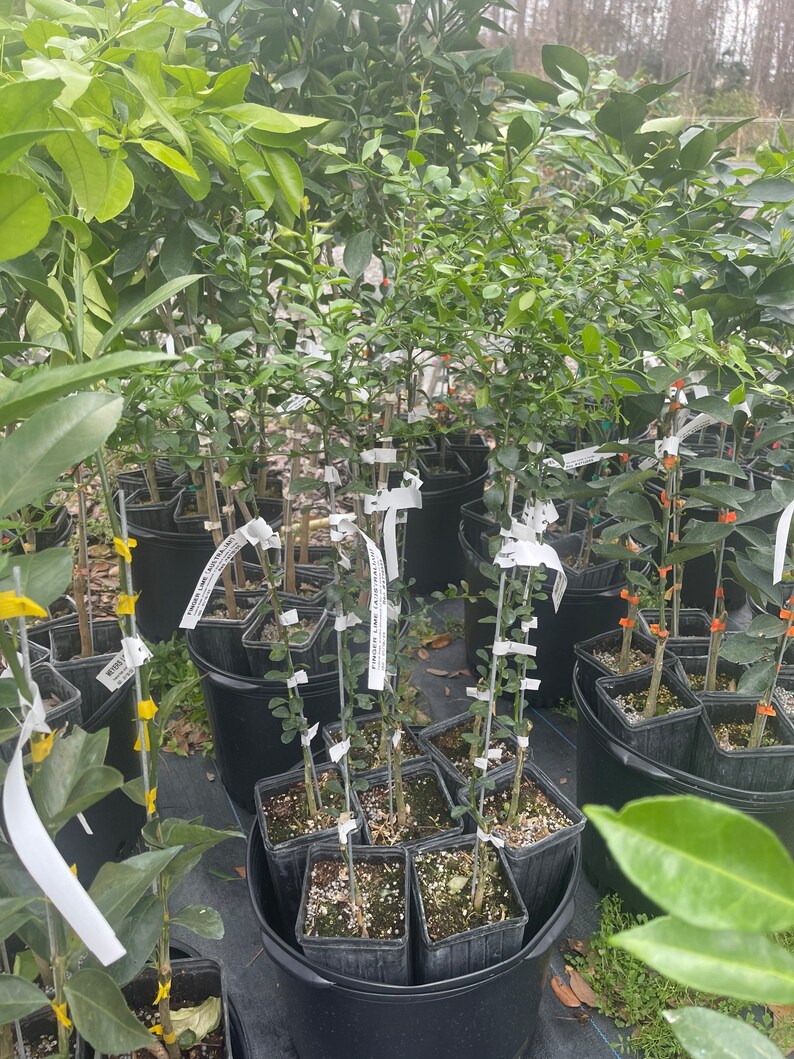 AUSTRALIAN FINGER LIME Grafted 23 Feet Tall. Etsy