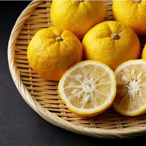 YUZU MANDARIN TREE Grafted 3 gallon-2-3 feet tall.