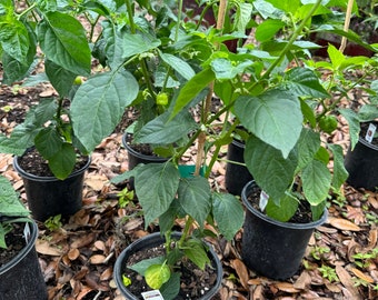 Carolina Reaper Pepper. Free Shipping