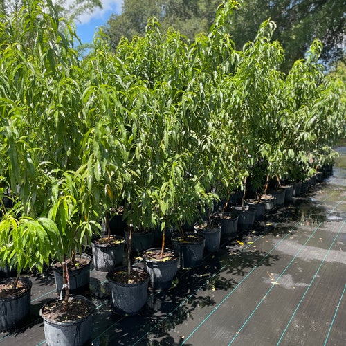 PEACH shops TREE (grafted) 5 feet tall