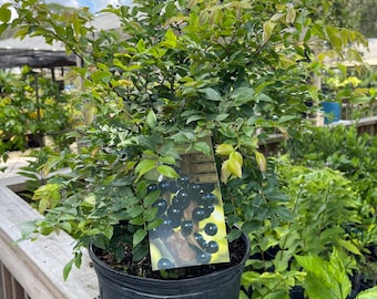 JABOTICABA TREE  2-3 Feet Tall. 3 Gallon