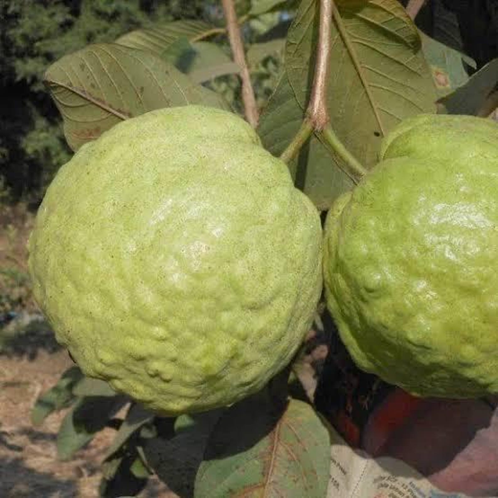 Thai White Guava Tree 3 Gallon 3 Feet Tall. No Shipping CA - Etsy