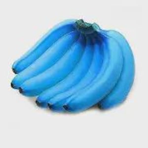 May include: A bunch of bright blue bananas clustered together. The fruit features a smooth, vibrant blue skin with a curved, elongated shape and a dark stem at the top where the individual bananas are connected in a single, solid bunch.
