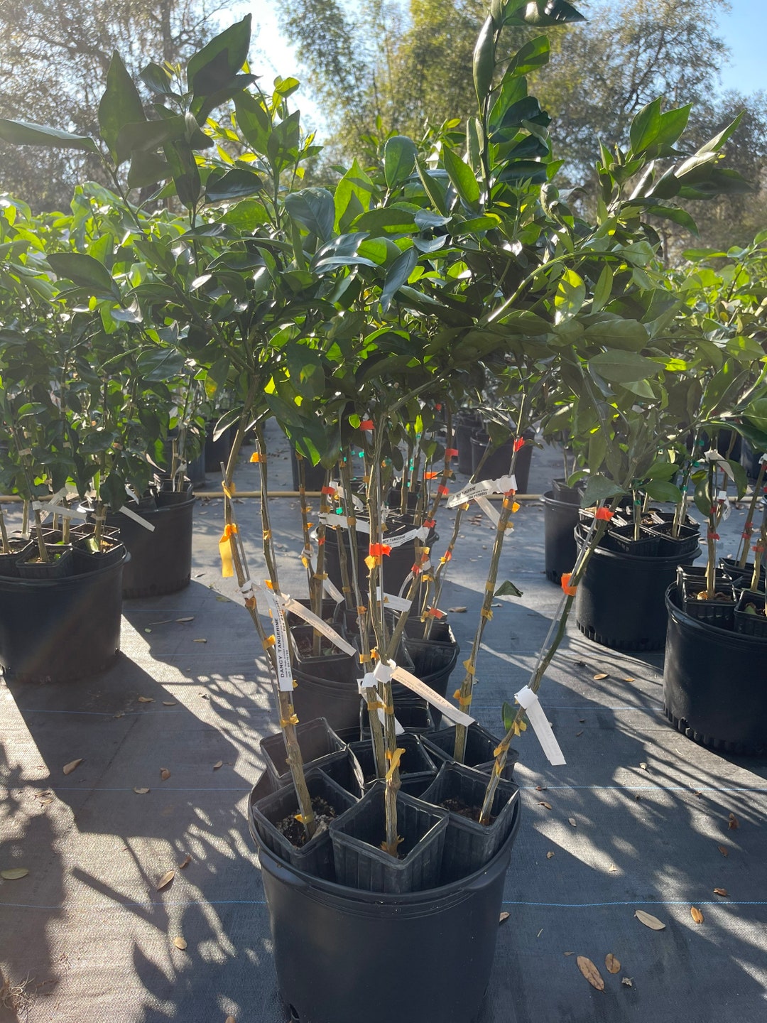 Dancy Tangerine Tree grafted 3 Feet Tall. Free Shipping Etsy