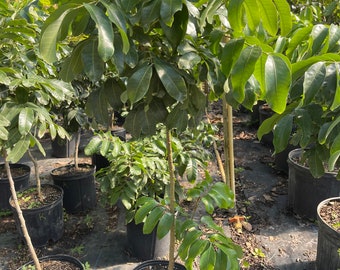 Longan tree 3-4 feet tall kohala variety (cây nhãn kohala)
