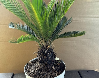 Sago Palm Tree 2 Gallon.