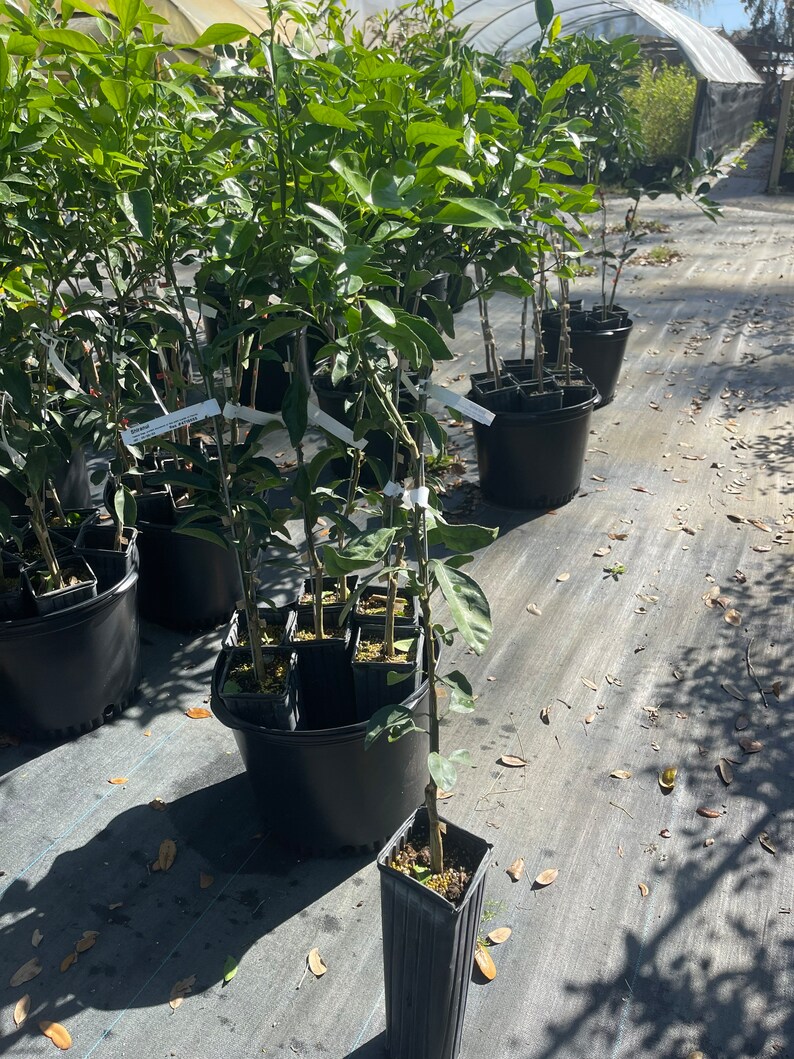 SHIRANUI sumo MANDARIN TREE grafted. Etsy