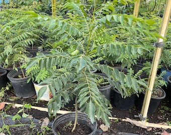 CURRY PLANT 1 feet tall.