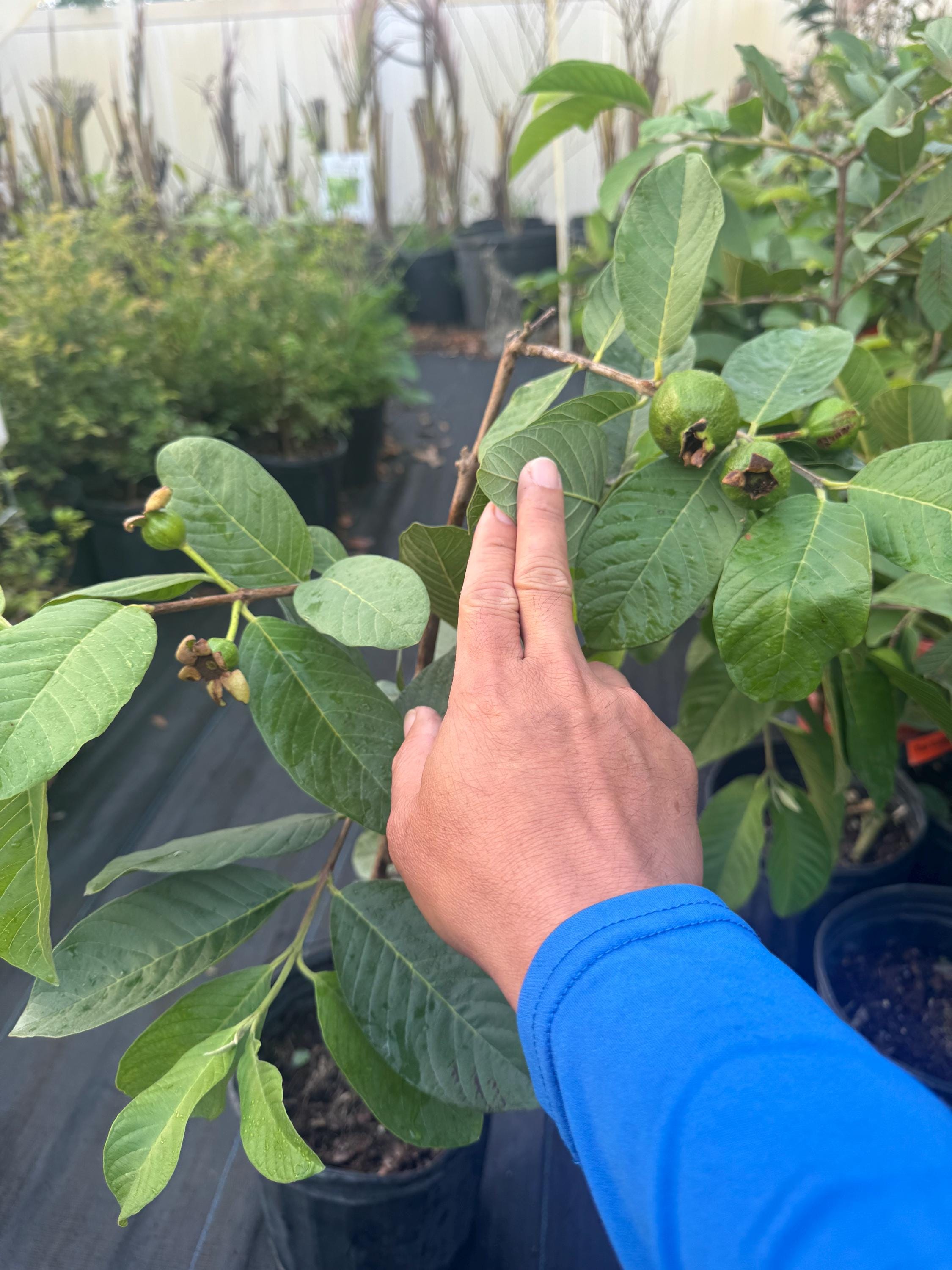 Thai White Guava Tree 3 Gallon 3 Feet Tall. No Shipping CA - Etsy