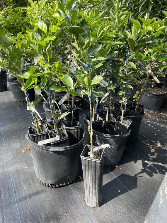 Red Navel Orange free Shipping Etsy