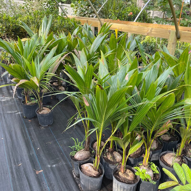 Dwarf Coconut Tree - Etsy