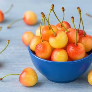 May include: A blue bowl overflowing with fresh, ripe cherries. The cherries are a mix of yellow and red, with green stems. Some cherries are scattered around the bowl on a light blue surface. The image is well-lit and shows the cherries in detail.