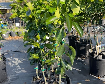 Pumelo Citrus Tree (grafted) 3 feet tall. Free shipping