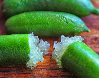 AUSTRALIAN FINGER LIME grafted 2-3 feet tall.