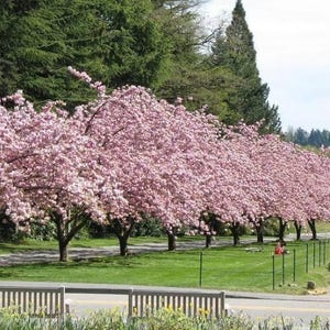 May include: A row of cherry blossom trees in full bloom, displaying vibrant pink flowers. The trees line a pathway, with green grass and other trees in the background. A sunny day with a clear sky.