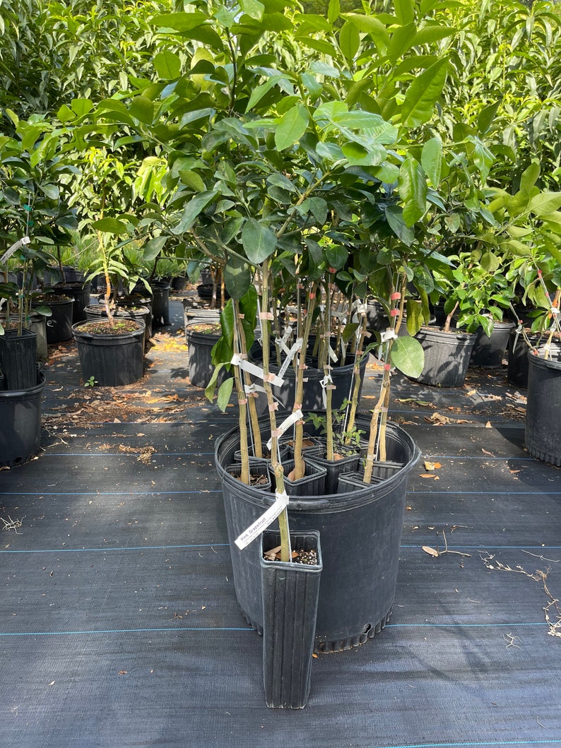 Pink Grapefruit Tree free Shipping Etsy