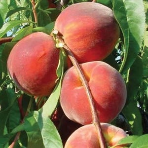 May include: Close-up of ripe peaches on a tree branch. The peaches are a vibrant red-orange color with a fuzzy texture. Green leaves surround the fruit, and the branches are brown. The image captures the freshness of the fruit.