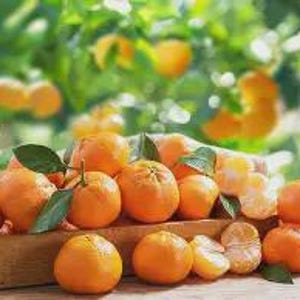 CLEMENTINE TREE (grafted). 2-3 feet tall