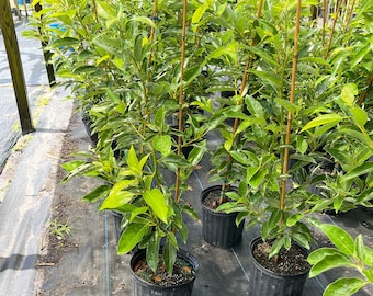 Avocado tree 3 feet tall
