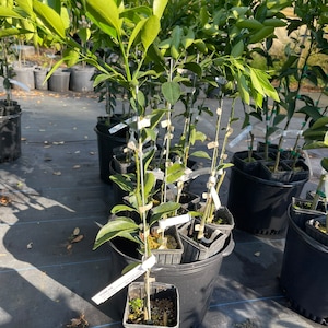 Ponkan Mandarin Tree (grafted) 3 feet tall.