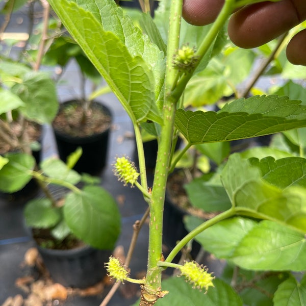 Mulberry tree pakistan variety