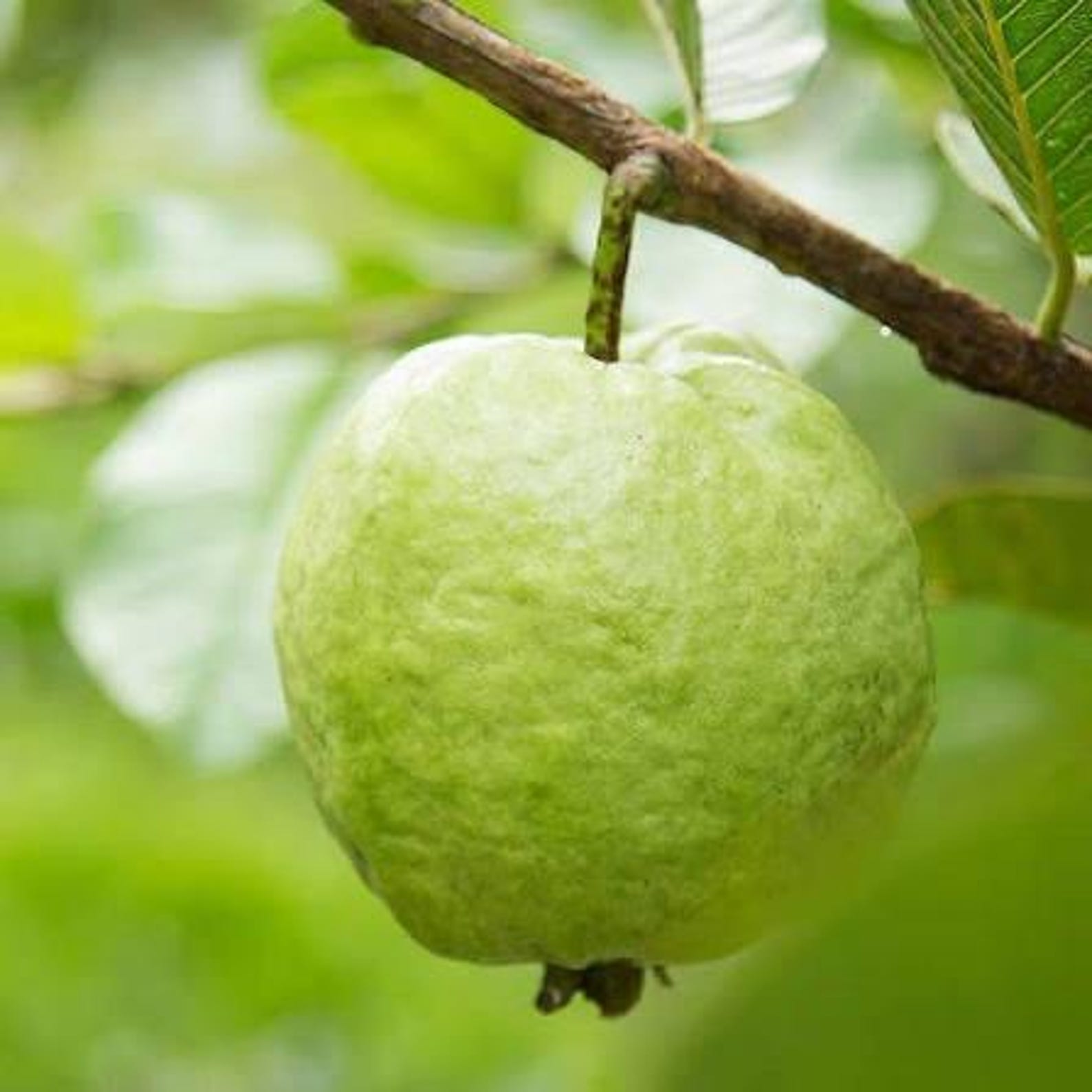 Thai White Guava Tree 3 Gallon 3 Feet Tall. No Shipping CA - Etsy