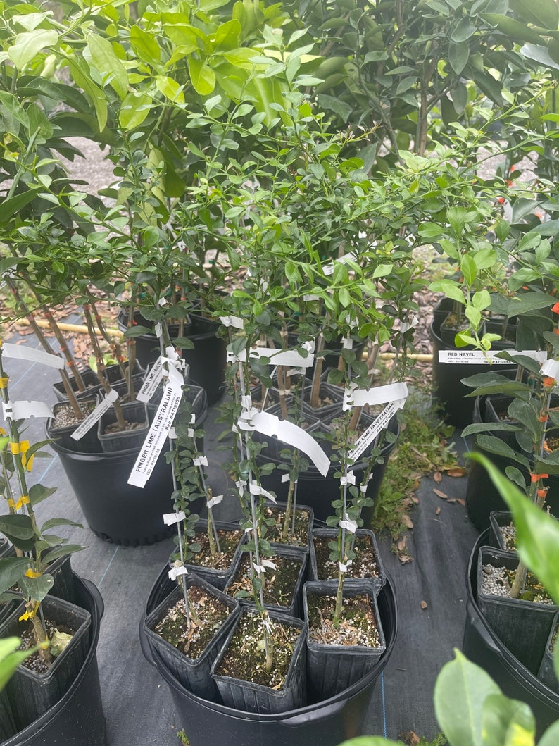 AUSTRALIAN FINGER LIME Grafted 23 Feet Tall. Etsy