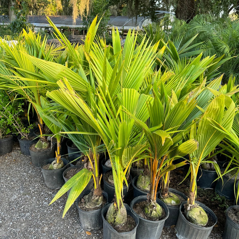 Dwarf Coconut Tree - Etsy