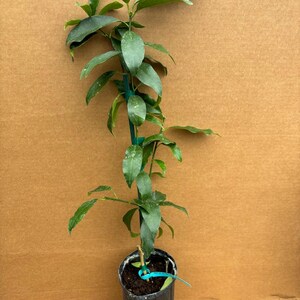 Nagami kumquat tree grafted 1-2 feet tall. free shipping