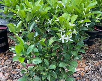 Calamondin Citrus Tree Flowering. Free Shipping