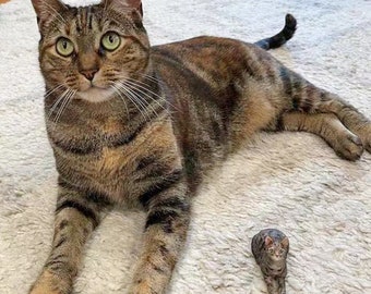 Könnte beinhalten: Eine große getigerte Katze mit grünen Augen liegt auf einem weißen, flauschigen Teppich. Eine kleinere getigerte Katze mit grünen Augen sitzt auf dem Teppich vor der größeren Katze.