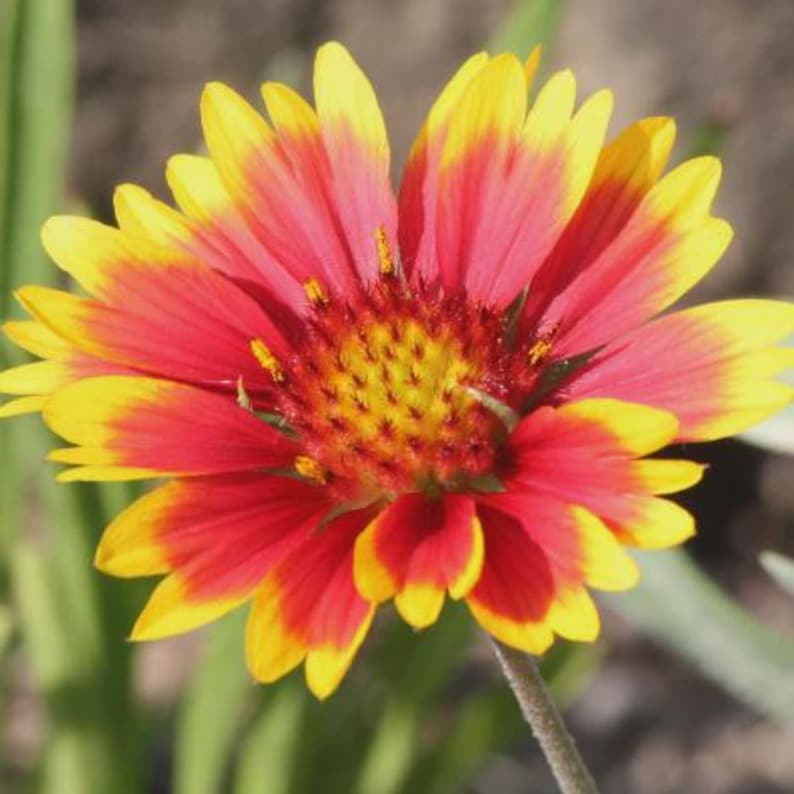 VibrantEarthSeeds Blanket Flower Seeds