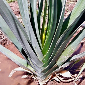 Blaugrüner Leek Seeds for Planting | Non gmo Chemical-Free Seeds | Deep, Rich Flavor Super Hardy, Resilient Survival, Emergency Garden Seeds