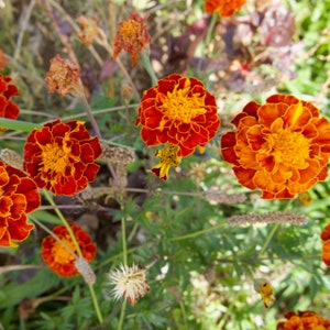 Colorado Marigold Mix Seeds for Planting | Non GMO, Chemical-Free, Heirloom Seeds | Short Season, Drought Tolerant | Repels Garden Pests
