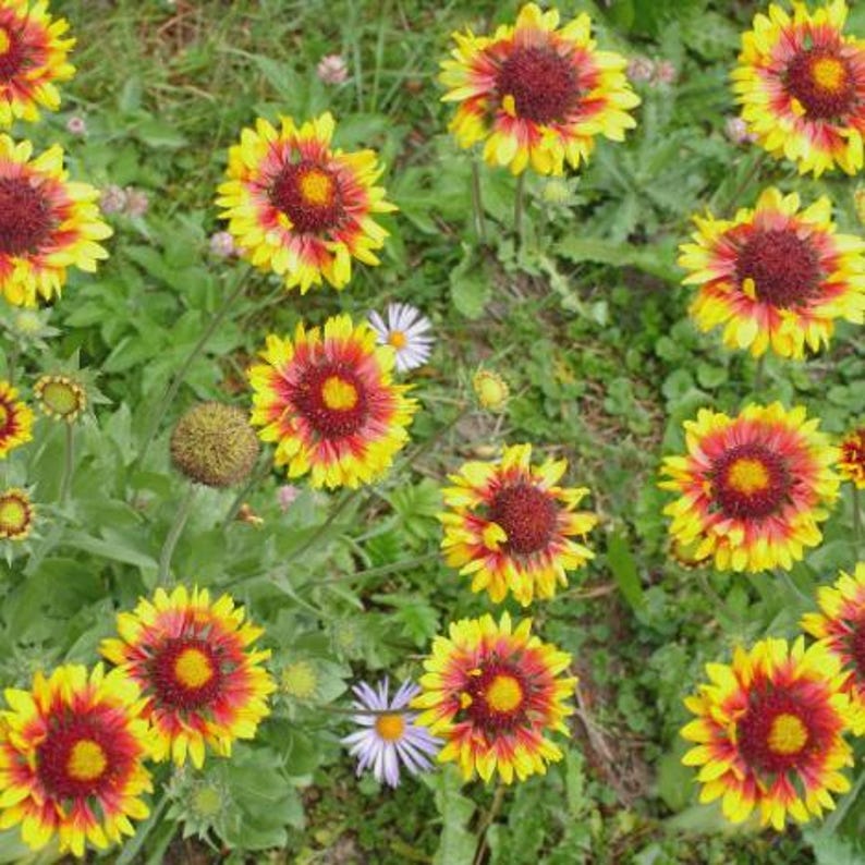 VibrantEarthSeeds Blanket Flower Seeds - Thumbnail 2